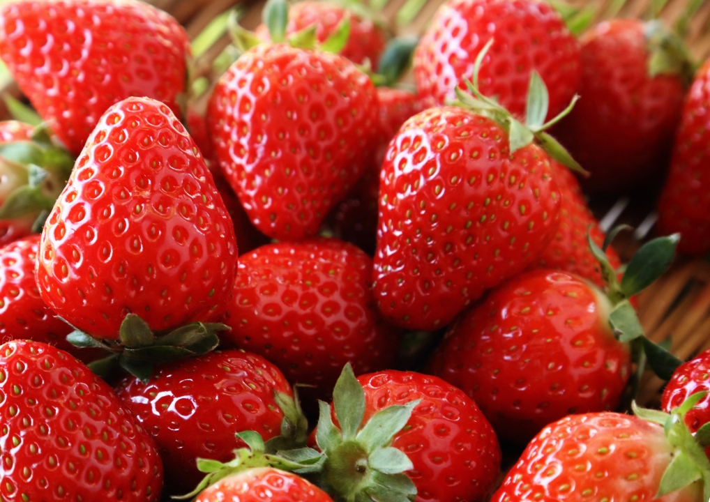 ストロベリーパークちば