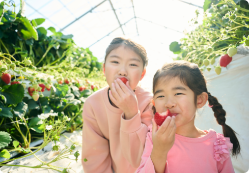 プレミアムいちご超希少品種「ロイヤルクイーン」や「紅ほっぺ」「かおり野」30分食べ放題。