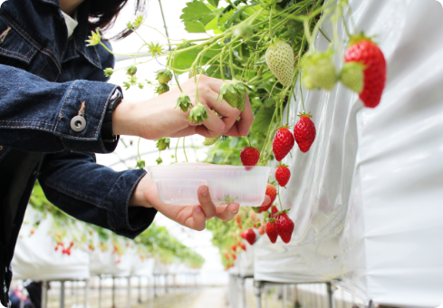 立ったままラクラクいちご狩りができる高設栽培。