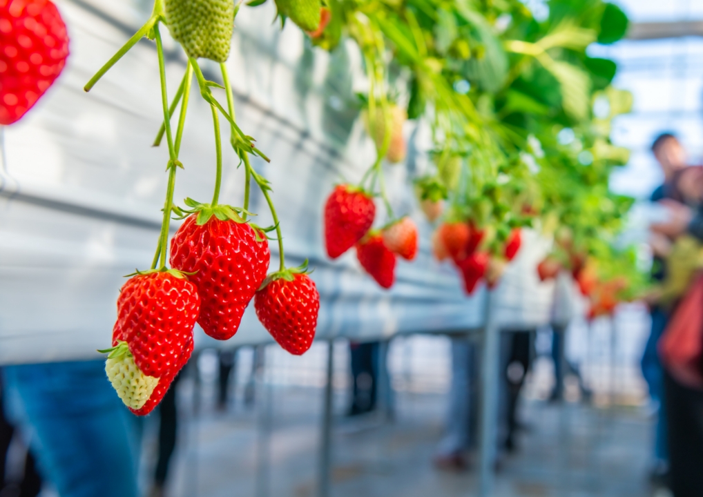 いちご狩りのご案内